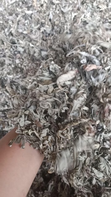 康县艾叶