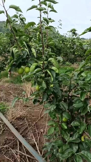  翠冠梨