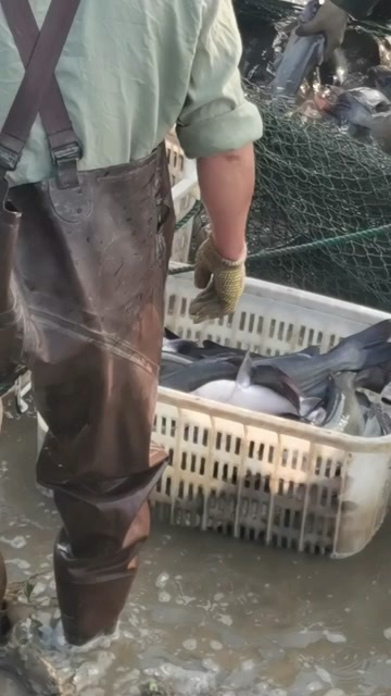  叉尾鮰鱼