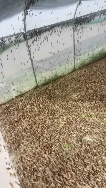  蝗虫