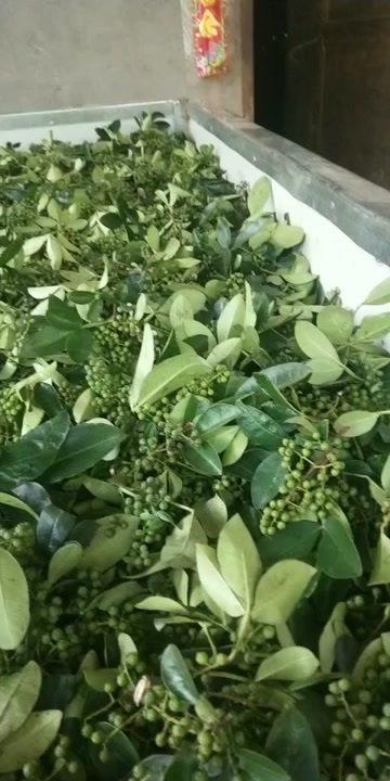 永善县青花椒