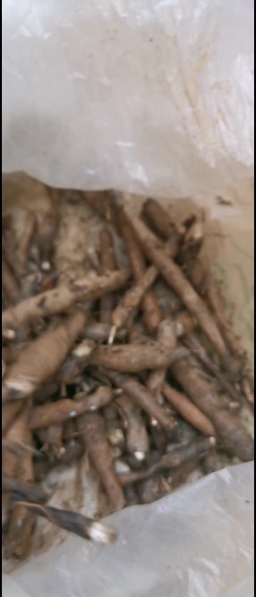 【仙茅】独角仙茅，小宗根，云南文山纯中药材