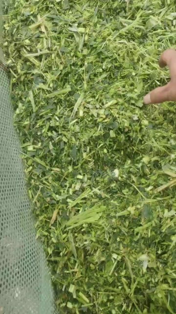 绵阳玉米秸秆