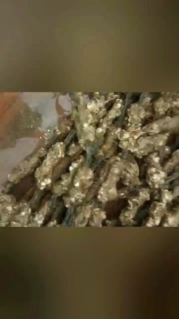 廉江市人工白蚝五指苗大量现货