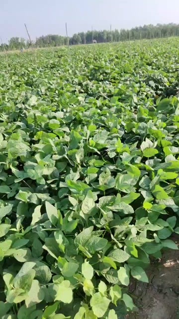 滑县毛豆