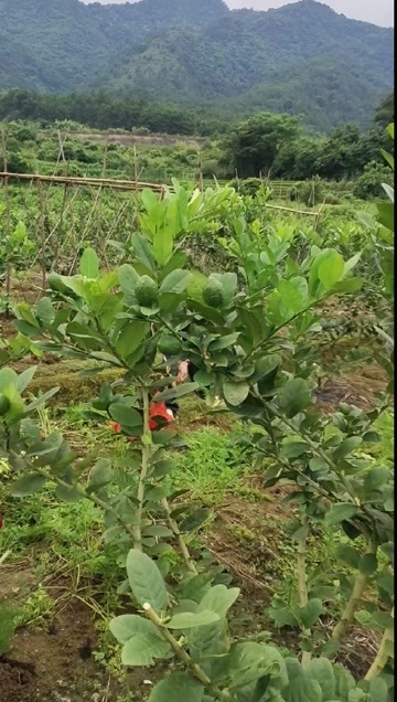 乐昌市香水柠檬