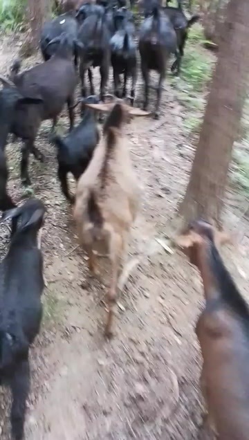 沅陵县纯放养黑山羊