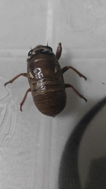 高唐县金蝉