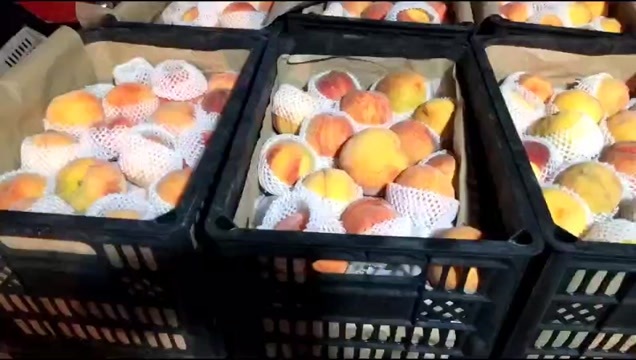 砀山县黄桃