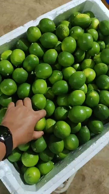  青金桔