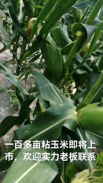 乾安县白万诺甜糯玉米