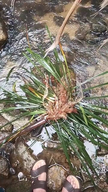  石菖蒲