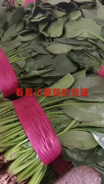  大叶菠菜