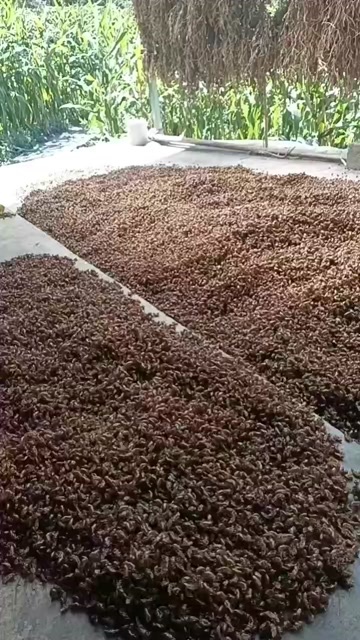峨眉山市蝉蜕