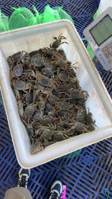 东营大闸蟹