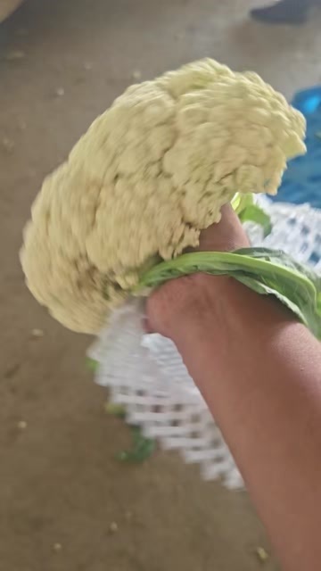 沽源县白花菜花