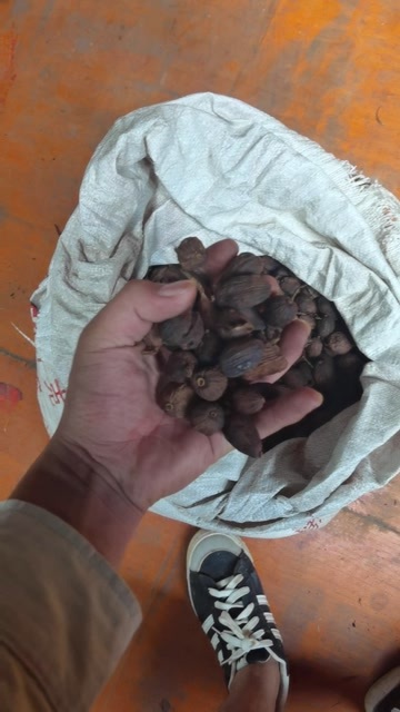 麻栗坡县草果