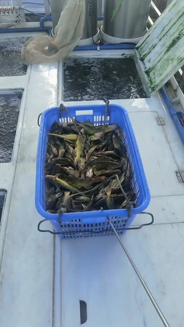 海口黄颡鱼