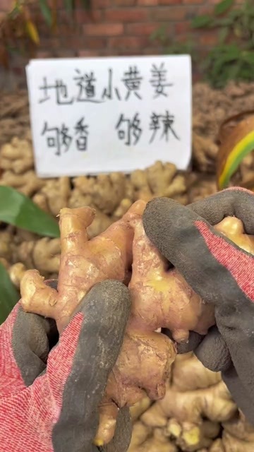 罗平县生姜