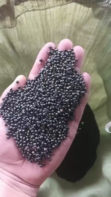 重庆市花椒籽