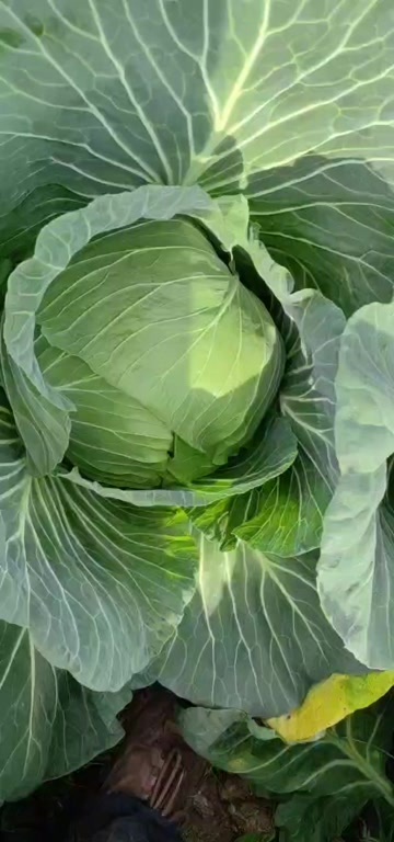 赫章县包菜