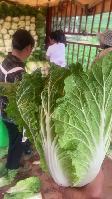 威宁县黄心大白菜