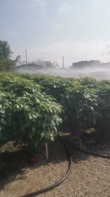 佛山幸福树盆栽