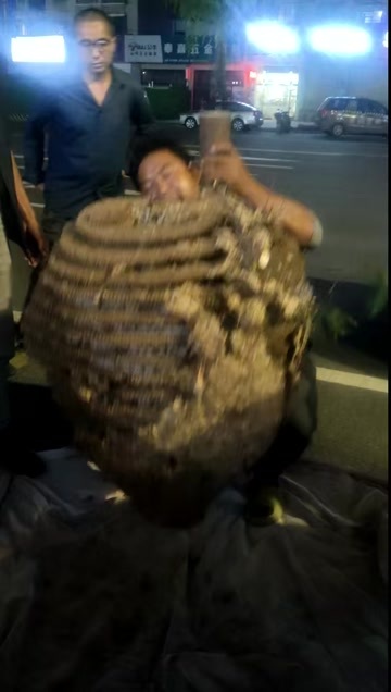 昆明马蜂蛹