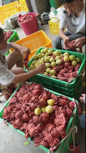 长沙黄金奈李