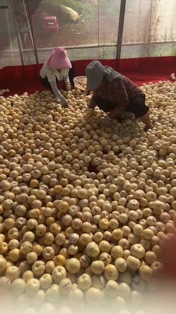  人参果