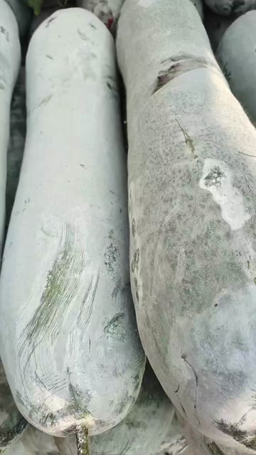 精品白皮吊冬瓜