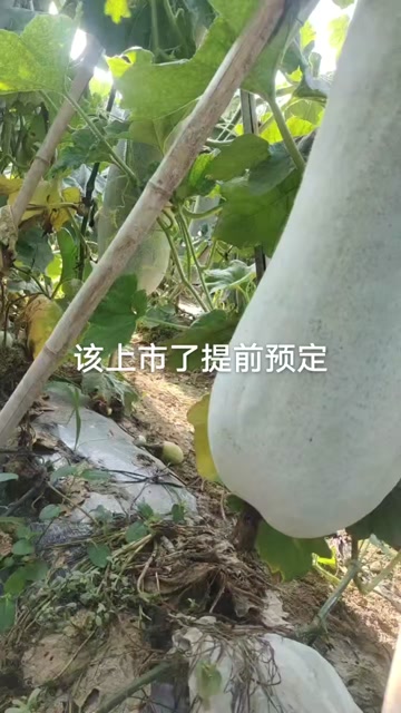 精品白皮吊冬瓜