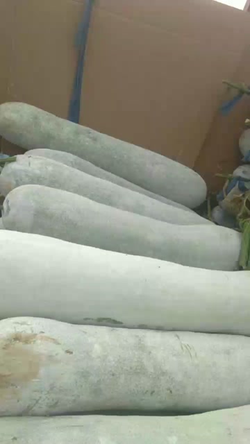 精品白皮吊冬瓜