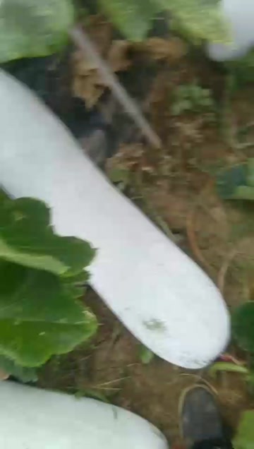 精品白皮吊冬瓜