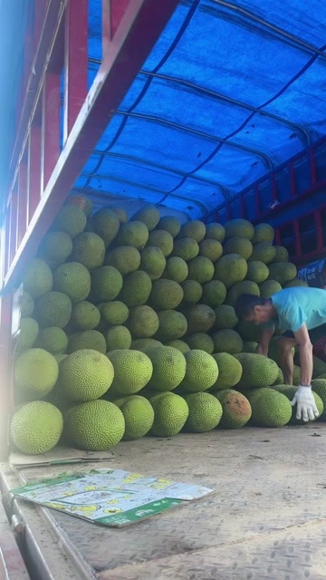 三亚菠萝蜜