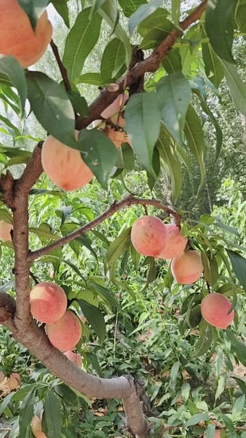 永清县毛桃