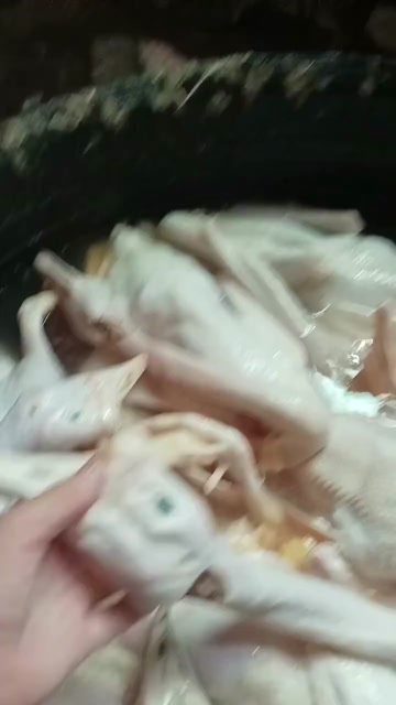通许县白条老鹅
