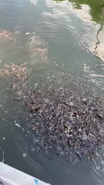  黄颡鱼苗