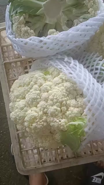 张北县花菜
