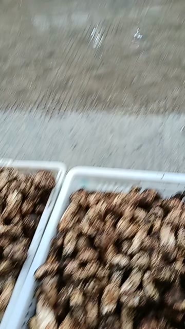 长沙松茸