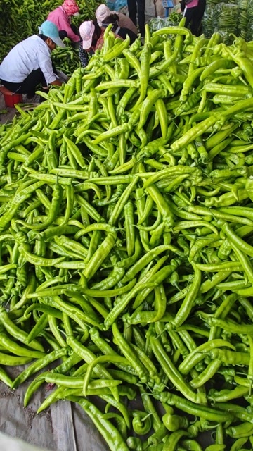 德惠市尖椒