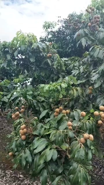 陆丰市龙眼古山龙眼自家果园现摘现发