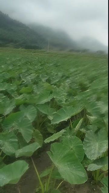 铅山县红芽芋