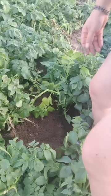 翁牛特旗沃土5号