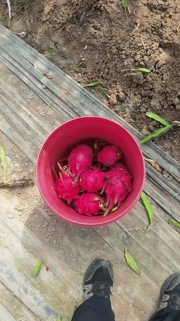 安义县火龙果