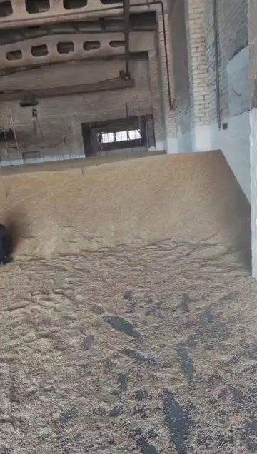 黑河燕麦