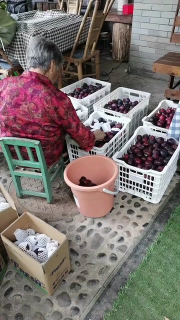 邛崃市李子