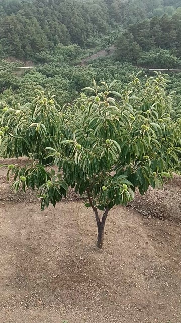 迁西县迁西板栗