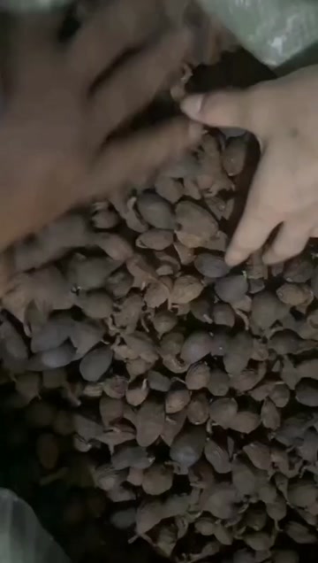 草果