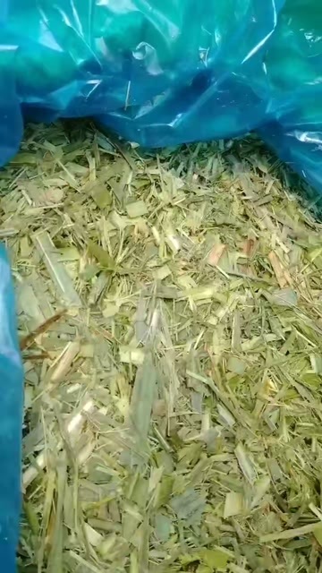 柳城县青贮饲料